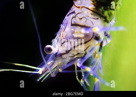 Europäische Rock Pool Garnelen - Palaemon elegans Stockfoto