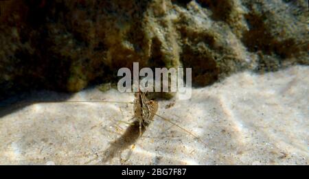 Europäische Rock Pool Garnelen - Palaemon elegans Stockfoto