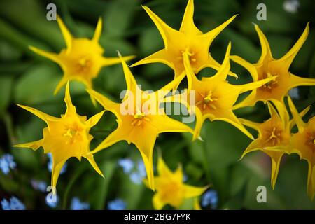 Tulpen wachsen in einem Garten in Worcestershire, Großbritannien Stockfoto