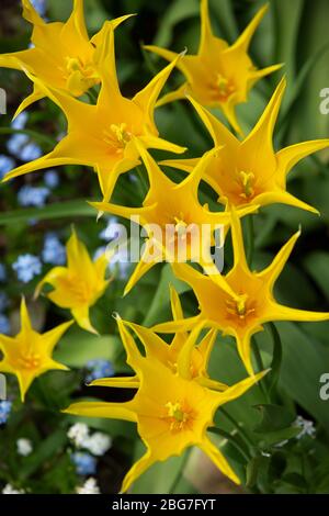 Tulpen wachsen in einem Garten in Worcestershire, Großbritannien Stockfoto