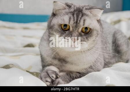 Eine schöne flauschige Katze liegt auf einem Bett in einem hellen Zimmer neben dem Fenster des Hauses. Nahaufnahme Porträt einer niedlichen Katze überrascht am Morgen, iso Stockfoto