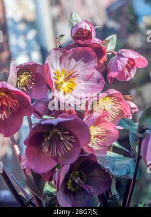 Nahaufnahme von nieswurz Pennys rosa Blüte von Ende Winter bis Mitte Frühling einen Klumpen bilden Staude für Grenze oder Wald Pflanze, die FROSTHART IST Stockfoto