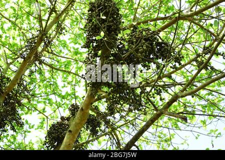 Gepunktete Kugeln auf Ästen eines wilden Baumes Stockfoto