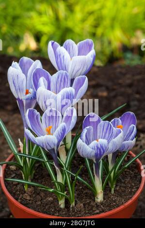 Eine Gruppe von Riesen Crocus vernus King of the Striped wächst in einem Pflanzbehälter. Vom späten Winter bis zum frühen Frühjahr blüht und frosthart Korms Stockfoto