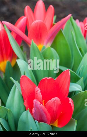 Tulpengruppe Scarlet Baby eine helle, scharlachrote Tulpe in Form einer Tulpe, die zur Kaufmanniana-Gruppe der Tulpengruppe Division 12 gehört Stockfoto