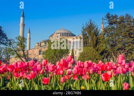 Fatih, Istanbul, Türkei, 09. April 2007: Hagia Sophia Museum ve tulips, Sultanahmet Square Stockfoto