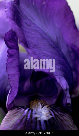 Makroaufnahme der lila, bärtigen Iris Blume Stockfoto