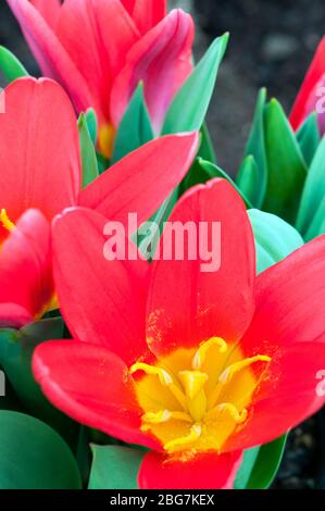 Nahaufnahme Tulpenschal Baby mit Stigma & Staubgefäßen die Blüten sind rot mit gelber Mitte und gehören zur Kaufmanniana-Gruppe der Tulpen-Division 12 Stockfoto