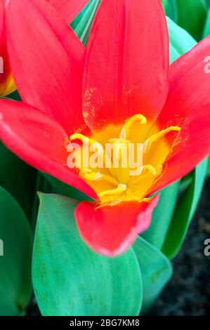 Nahaufnahme Tulpenschal Baby mit Stigma & Staubgefäßen die Blüten sind rot mit gelber Mitte und gehören zur Kaufmanniana-Gruppe der Tulpen-Division 12 Stockfoto