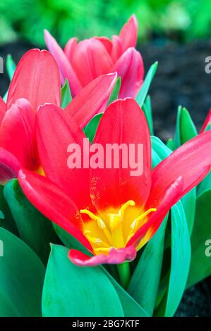 Nahaufnahme Tulpenschal Baby mit Stigma & Staubgefäßen die Blüten sind rot mit gelber Mitte und gehören zur Kaufmanniana-Gruppe der Tulpen-Division 12 Stockfoto