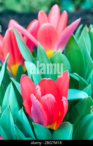 Tulpengruppe Scarlet Baby eine helle, scharlachrote Tulpe in Form einer Tulpe, die zur Kaufmanniana-Gruppe der Tulpengruppe Division 12 gehört Stockfoto