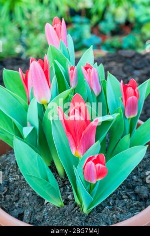 Tulpengruppe Scarlet Baby eine helle, scharlachrote Tulpe in Form einer Tulpe, die zur Kaufmanniana-Gruppe der Tulpengruppe Division 12 gehört Stockfoto