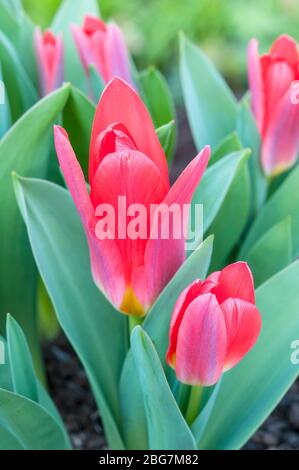 Tulpengruppe Scarlet Baby eine helle, scharlachrote Tulpe in Form einer Tulpe, die zur Kaufmanniana-Gruppe der Tulpengruppe Division 12 gehört Stockfoto