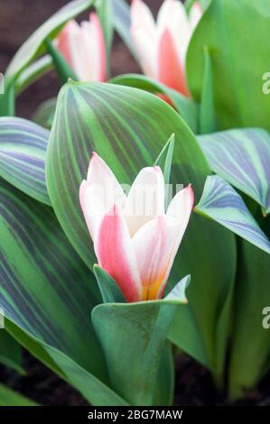 Tulpenherzen aus der Nähe erfreuen eine rot-weiße Lilienlippe mit bunten Blättern der Kaufmanniana-Tulpengruppe Division 12 Stockfoto