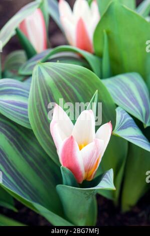 Tulpenherzen aus der Nähe erfreuen eine rot-weiße Lilienlippe mit bunten Blättern der Kaufmanniana-Tulpengruppe Division 12 Stockfoto