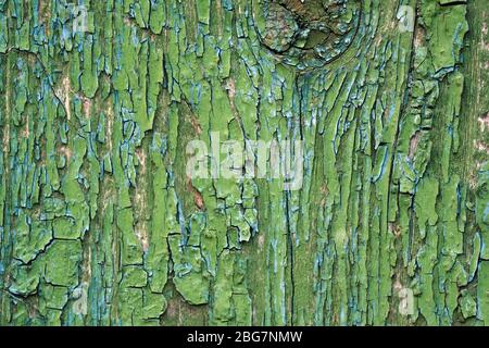 Grüne rissige Farbe auf der Holzoberfläche. Alte Holzhintergrund des Brettes mit rissiger und abblätternder Farbe. Nahtlose Schäbige Oberfläche. Veralterter Holzzaun Stockfoto