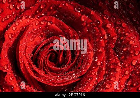 Eine Nahaufnahme einer nassen roten Rose in natürlicher Sonne, die von Wassertropfen bedeckt ist Stockfoto