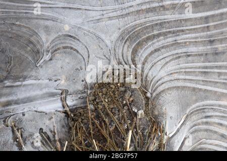 Nahaufnahme von Linienstrukturen in halbtransparentem Eis auf einer Pfütze, mit Kieselsteinen, Gras und Luftblasen Stockfoto