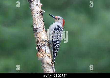 Weiblicher Rotbauchspecht Melanerpes carolinus, der auf einem Birkenzweig stechend ist Stockfoto