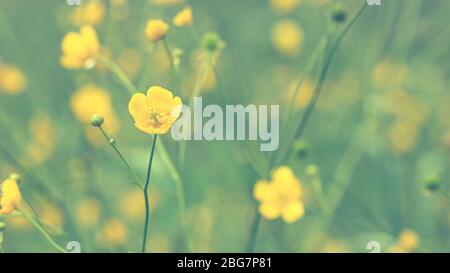 Schöne Blüten von Butterblume, Ranunculus acris, nach Regen, auf einem verschwommenen Hintergrund. Gelbe Wildblume. Stockfoto