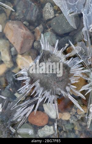 Bunte Felsen umgeben von sternenartigen Eisformationen in einem kleinen Bach Stockfoto