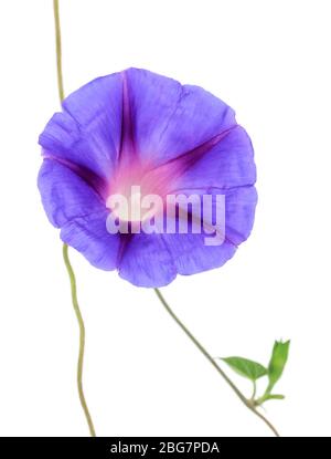 Blaue Konvolvulus (Bindweed) Blume, isoliert auf weiß Stockfoto
