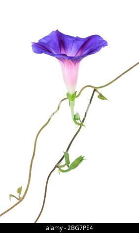 Blaue Konvolvulus (Bindweed) Blume, isoliert auf weiß Stockfoto