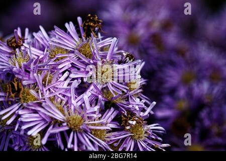 Symphyotrichum ericoides 'Blue Star' ist eine kompakte krautige Staude bis 75cm, mit schmalen, hellgrünen Blättern und blassen lavendelblauen Blüten. Stockfoto