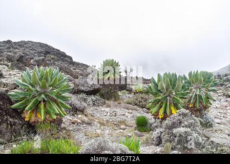 Riesige Groundsel (Dendrosenecio kilimanjari) Bäume wachsen in der alpinen Wüste Zone in der Nähe der Machame Wanderweg auf dem Mount Kilimanjaro. Stockfoto