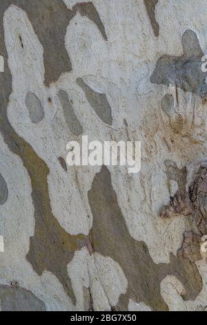 Hintergrund der Plane Tree Bark, Plane Tree Bark Textur. Stockfoto