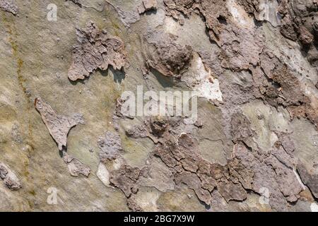 Hintergrund der Plane Tree Bark, Plane Tree Bark Textur. Stockfoto