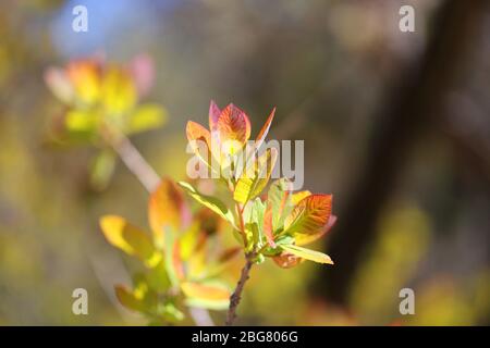 Schönes Foto von jungen Frühlingsblättern von Bäumen auf einem bunten Hintergrund Stockfoto