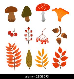 Herbstblätter, Pilze und Beeren auf weißem Hintergrund isoliert. Illustration von Herbst Wald Cartoon Stil Elemente. Blätter saisonal, Naturbeeren, herbstliche botanische Stock Vektor
