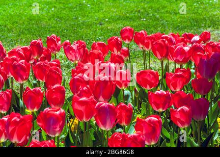 Istanbul, Türkei, 12. April 2007: Topkapi-Palast, Garten, Tulpen Stockfoto