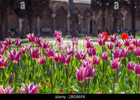 Istanbul, Türkei, 12. April 2007: Topkapi-Palast, Garten, Tulpen Stockfoto