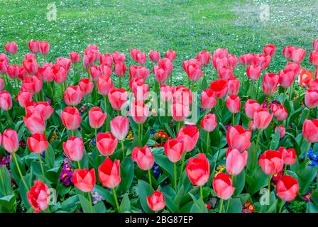 Istanbul, Türkei, 12. April 2007: Topkapi-Palast, Garten, Tulpen Stockfoto