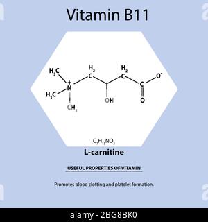 Vitamin B11. L-Carnitin Molekulare chemische Formel. Nützliche Eigenschaften von Vitamin. Infografiken. Vektorgrafik auf isoliertem Hintergrund. Stock Vektor
