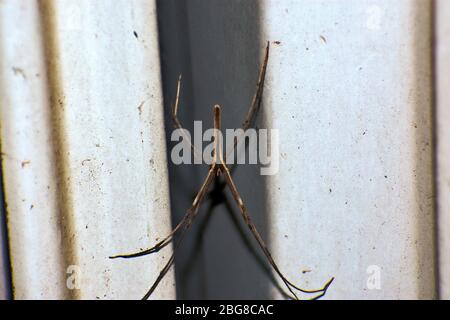 Männliche Netzspinne Stockfoto