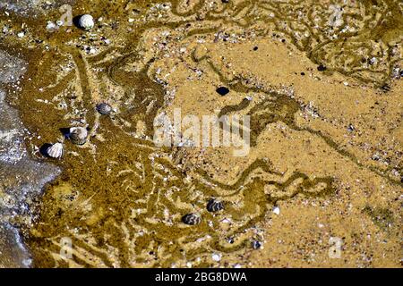 Schneckenwege Stockfoto