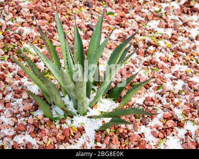 Agave Pflanze mit Hagel in Arizona Stockfoto