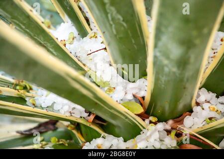 Agave Pflanze mit Hagel in Arizona Stockfoto