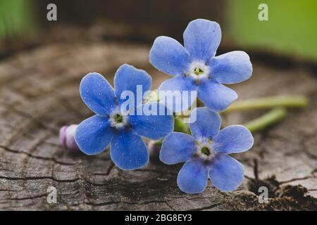 Schöne, kleine blaue Blüten von Myosotis liegen auf einem alten, kleinen Schaum. Makro. Stockfoto