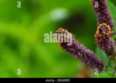 Honigbiene mit geschwollenen Pollen-Tüten auf den Hinterbeinen bestäubt die lila und gelben Blüten auf einem False Indigo Busch in einem botanischen Garten im Frühjahr. Stockfoto