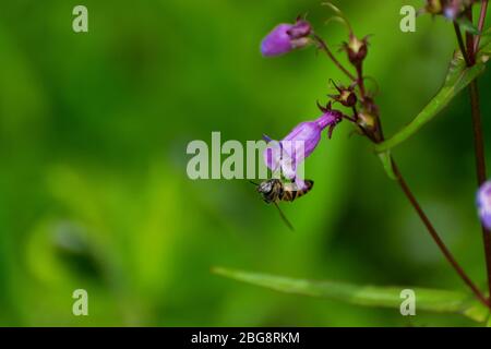 Honigbiene hängt an der Unterseite einer hübschen Purpurblüte, da sie Pollen sammelt und Blüten in einem botanischen Garten bestäubt. Stockfoto