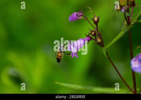 Hone Biene reicht aus, um die Blütenblätter einer lila Coneflower zu greifen und es vorzubereiten, zu landen und Pollen von der Blume zu sammeln. Stockfoto