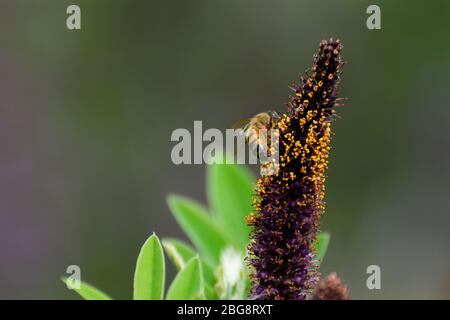 Honigbiene mit geschwollenen Pollen auf den Hinterbeinen sammelt Pollen aus den lila und gelben Blüten auf einem False Indigo Busch in einem botanischen Garten. Stockfoto