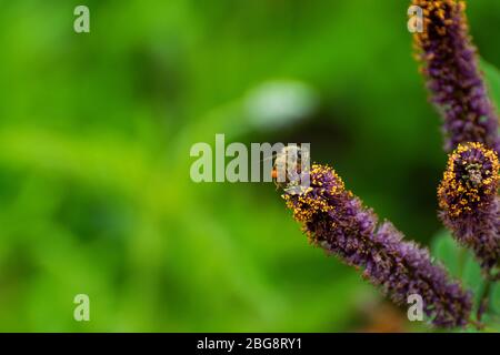 Honigbiene mit geschwollenen Pollen auf den Hinterbeinen kriecht über die Spitze einer False Indigo Buschblume, während sie Blüten in einer botanischen Garde bestäubt Stockfoto