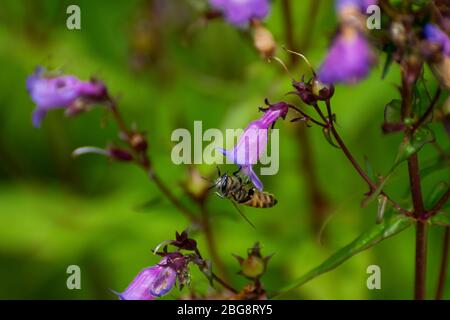 Honigbiene bereitet sich darauf vor, Pollen aus einer zarten Purple Coneflower Blüte zu sammeln, da sie Blüten in einem botanischen Garten bestäubt. Stockfoto