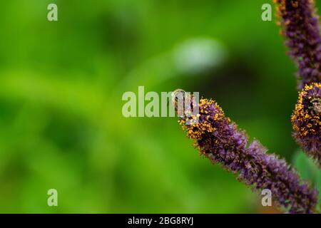 Honigbiene mit geschwollenen Pollen auf den Hinterbeinen sammelt Pollen aus der Blüte eines False Indigo Busches, wie sie Blüten in einem botanischen g bestäubt Stockfoto