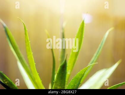 Schließen Sie oben auf alovera Blatt im Morgenlicht Stockfoto